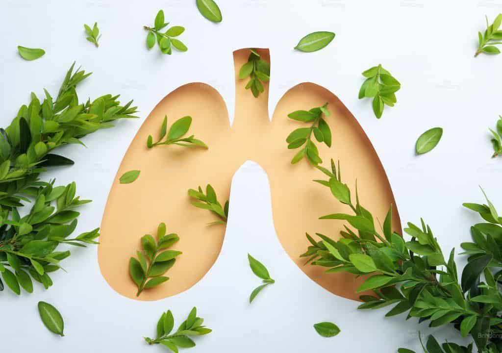 Hình ảnh về lá phổi của cơ thể người
